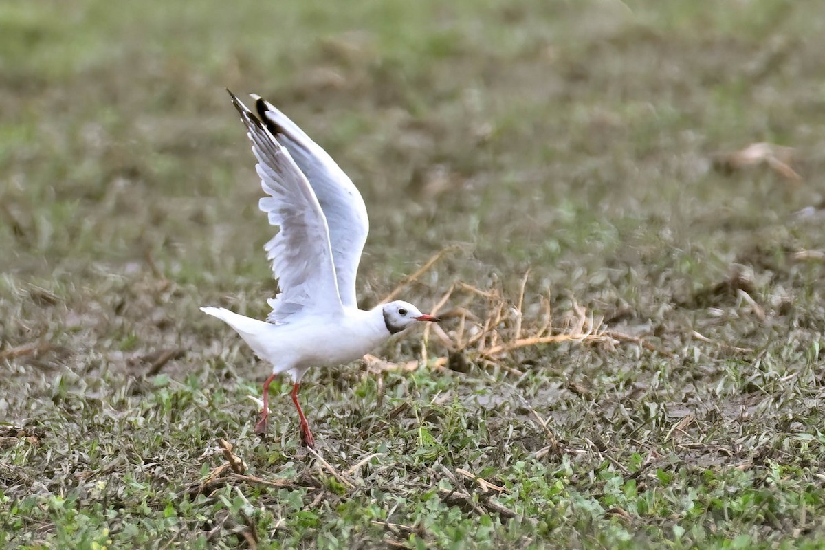 Black-headed Gull - ML642230283