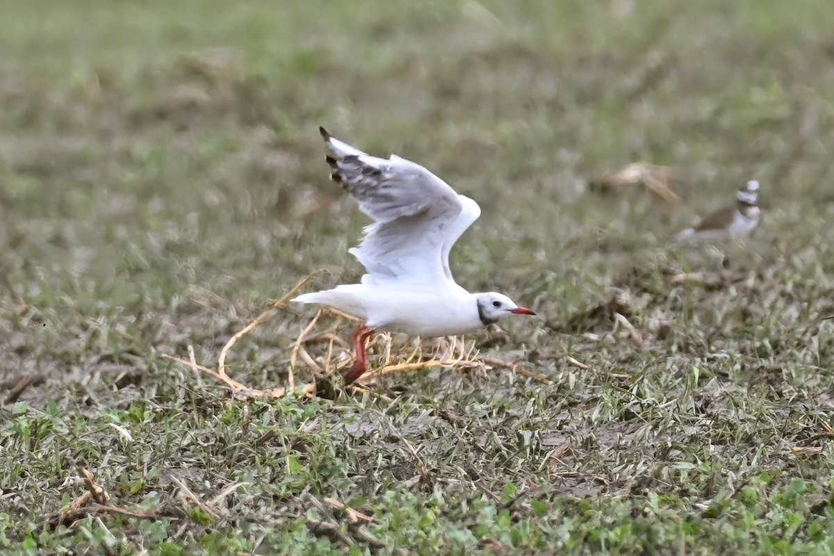 Black-headed Gull - ML642230284