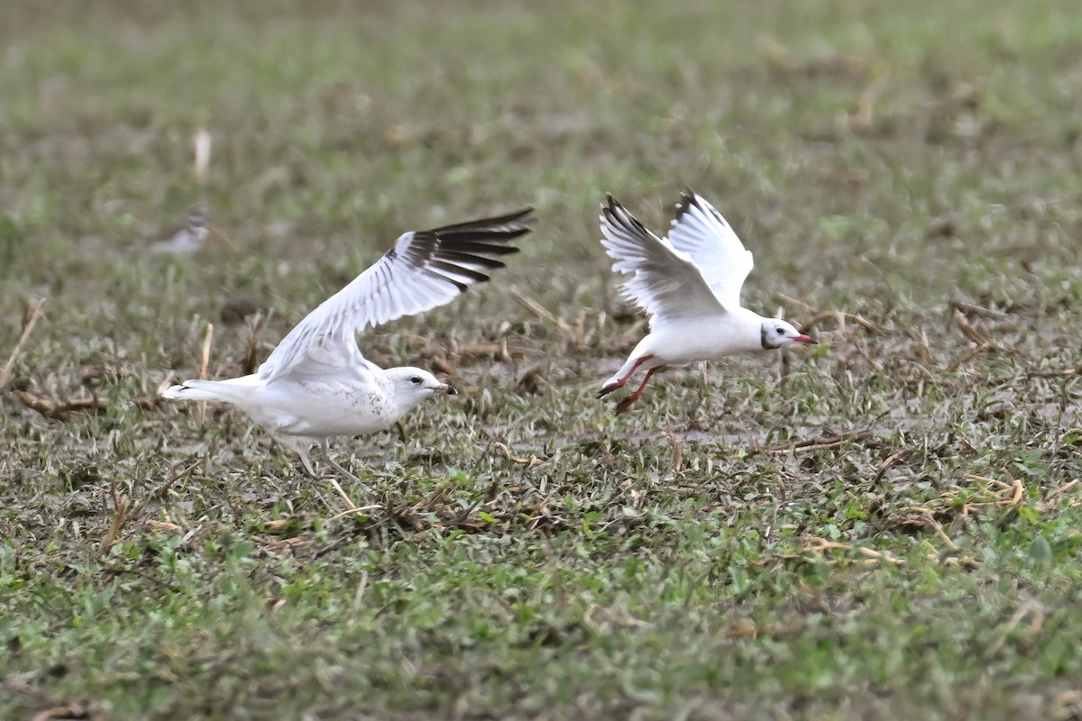 Black-headed Gull - ML642230285