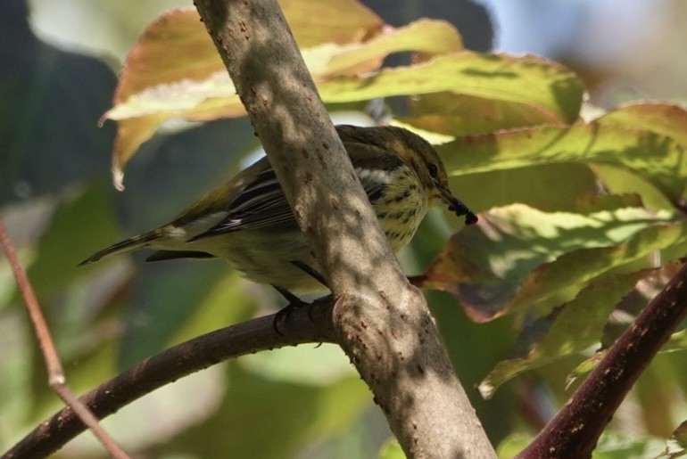 Cape May Warbler - ML642230289