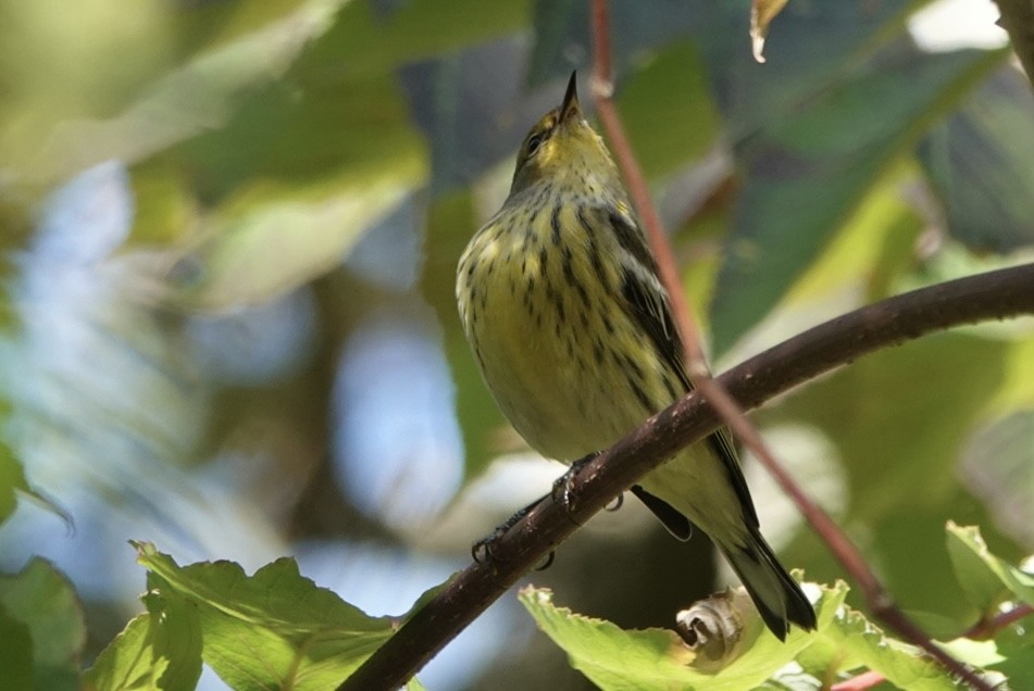 Cape May Warbler - ML642230290