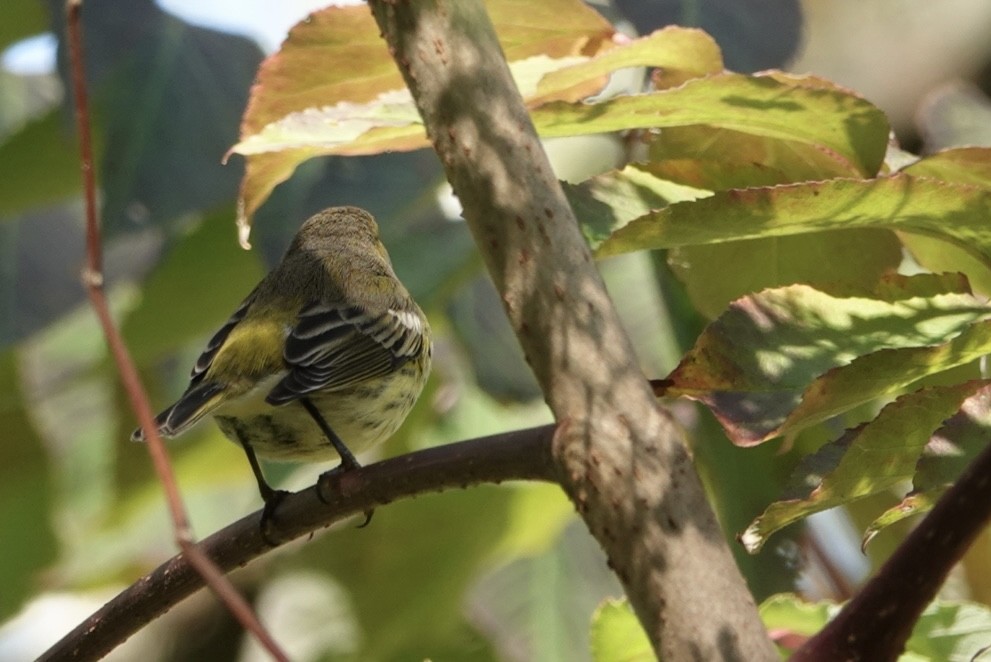 Cape May Warbler - ML642230291