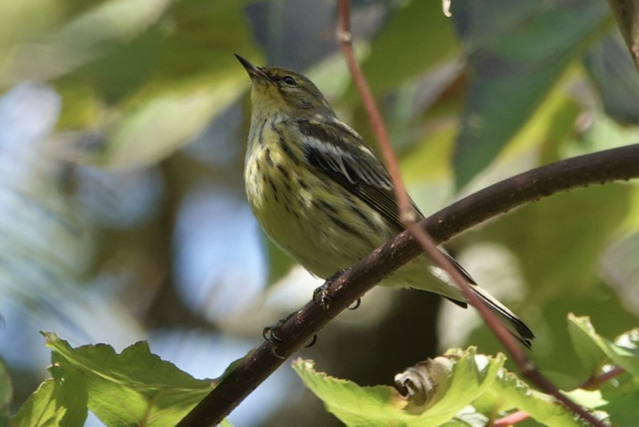 Cape May Warbler - ML642230292