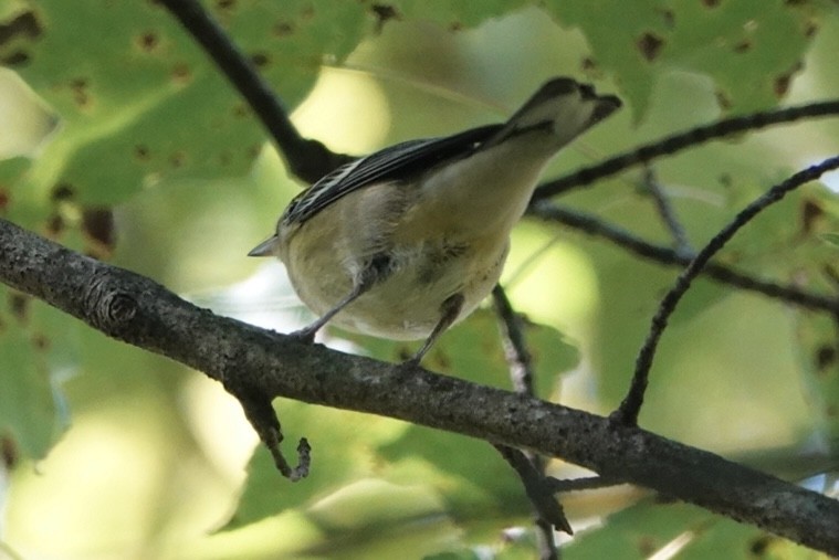 Bay-breasted Warbler - ML642230304