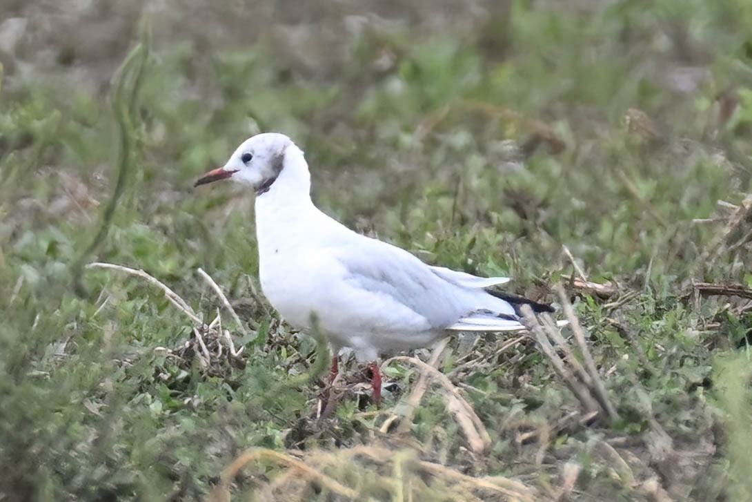 Black-headed Gull - ML642230317
