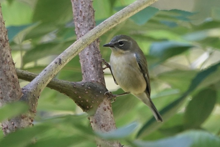Black-throated Blue Warbler - ML642230318