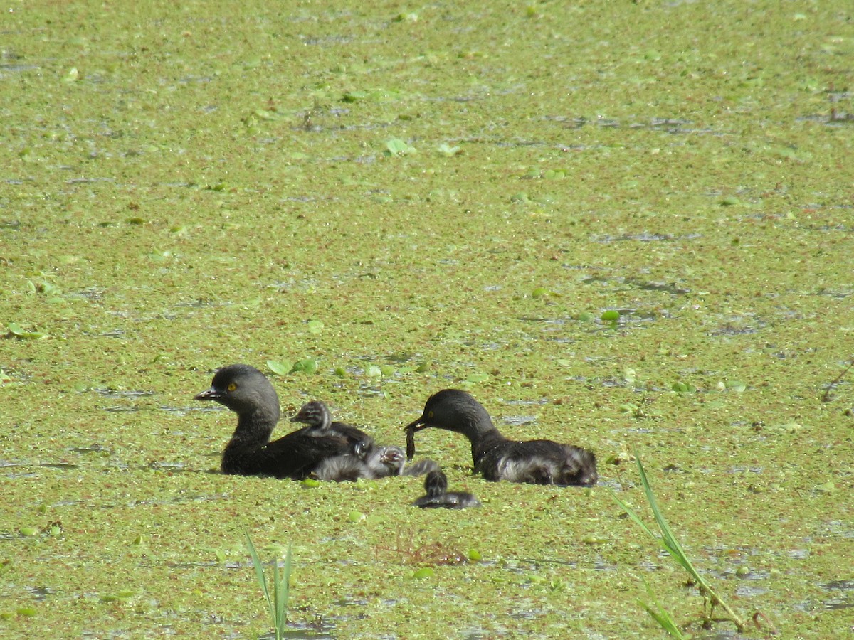 potápka nejmenší - ML642230343