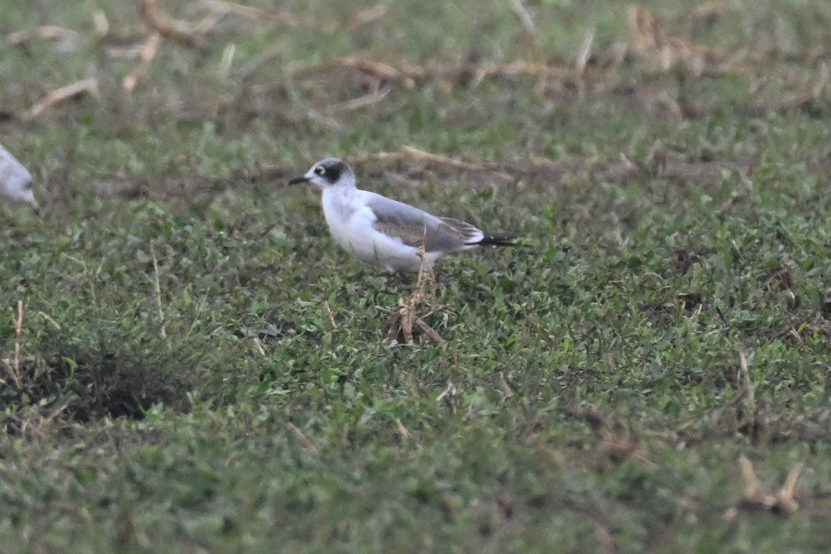 Franklin's Gull - ML642230344