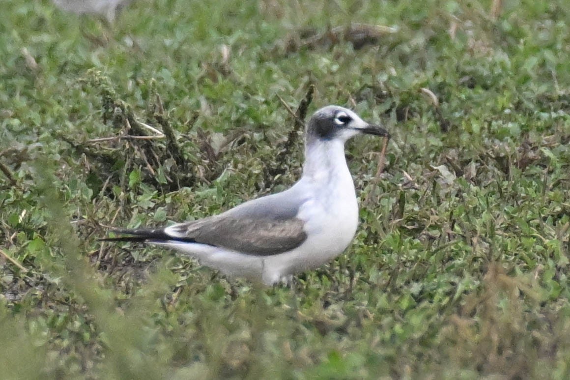 Franklin's Gull - ML642230345