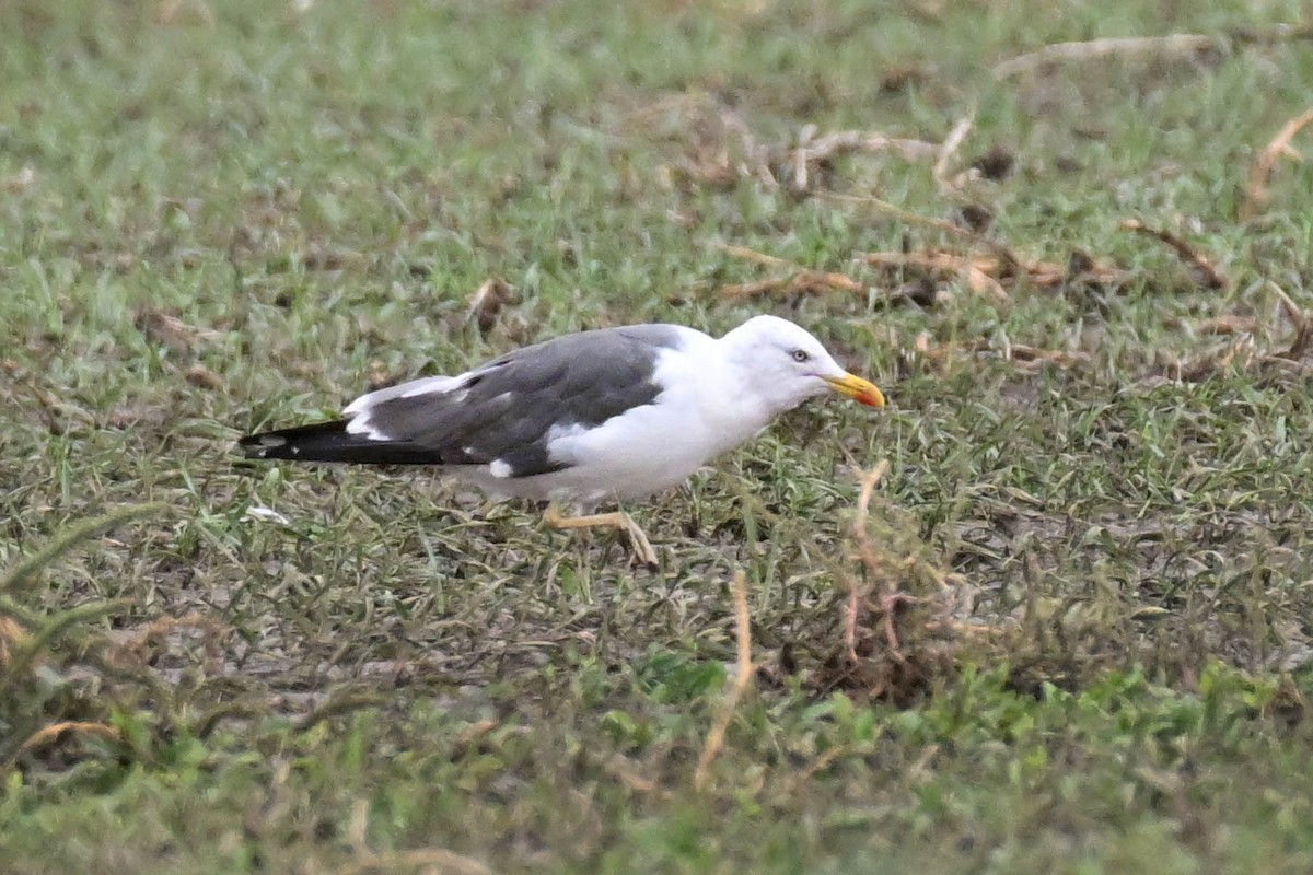 Lesser Black-backed Gull - ML642230359