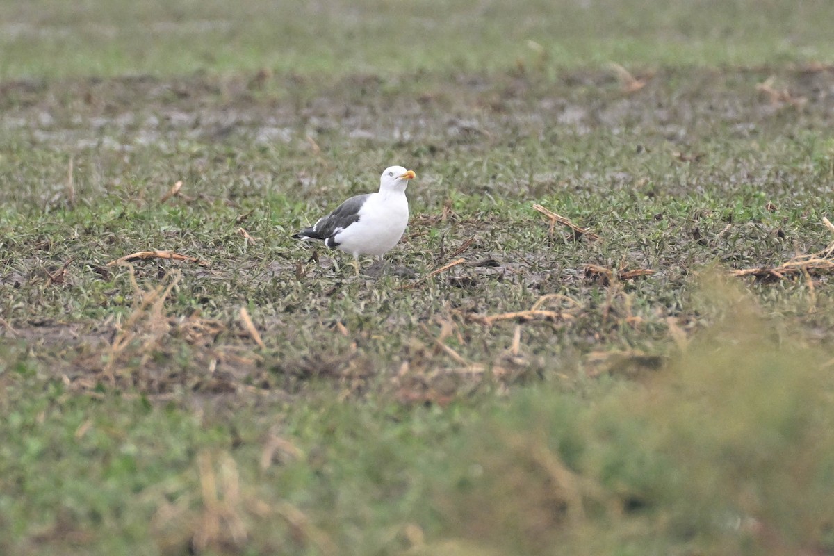 Lesser Black-backed Gull - ML642230360