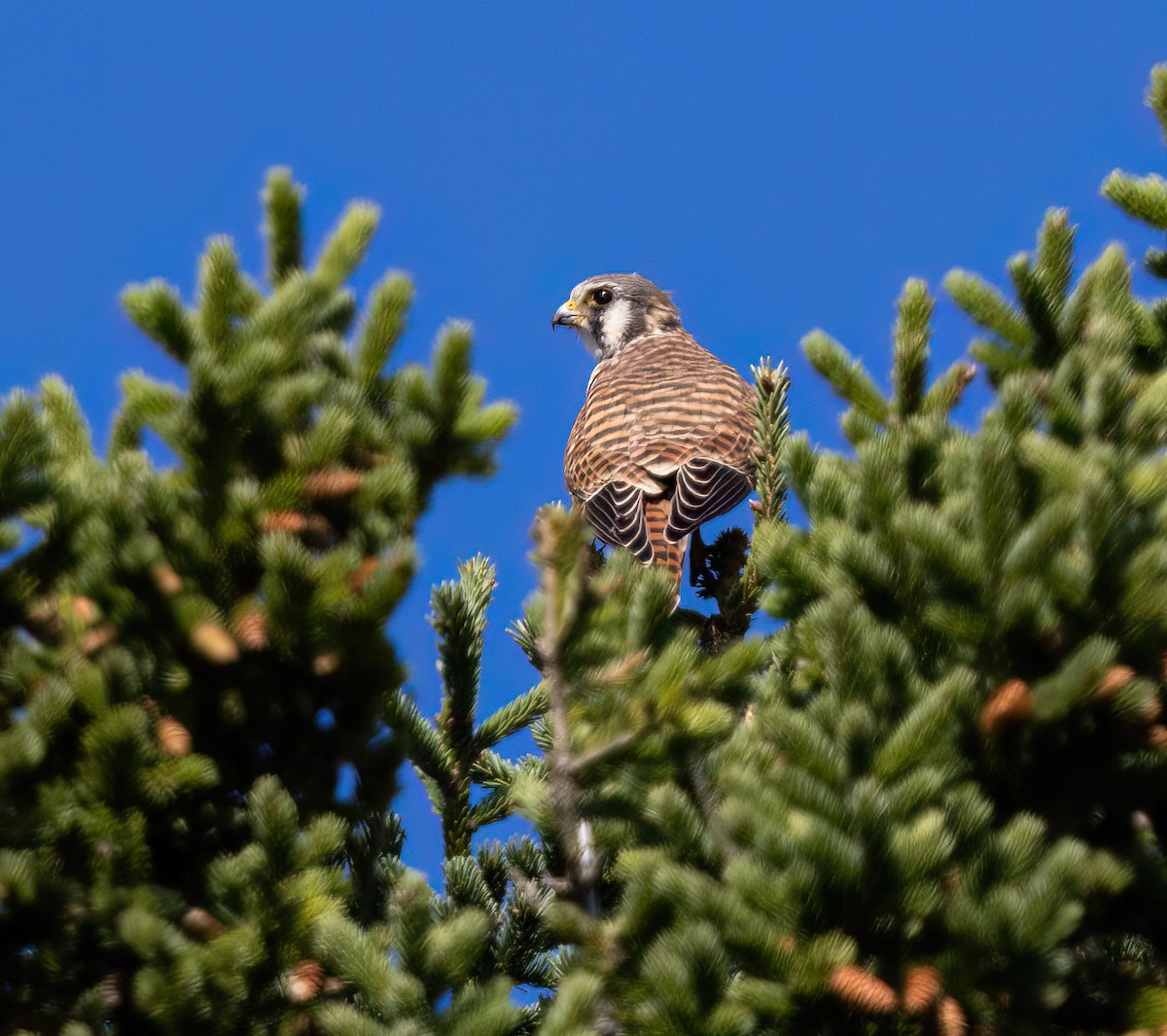 American Kestrel - ML642230374