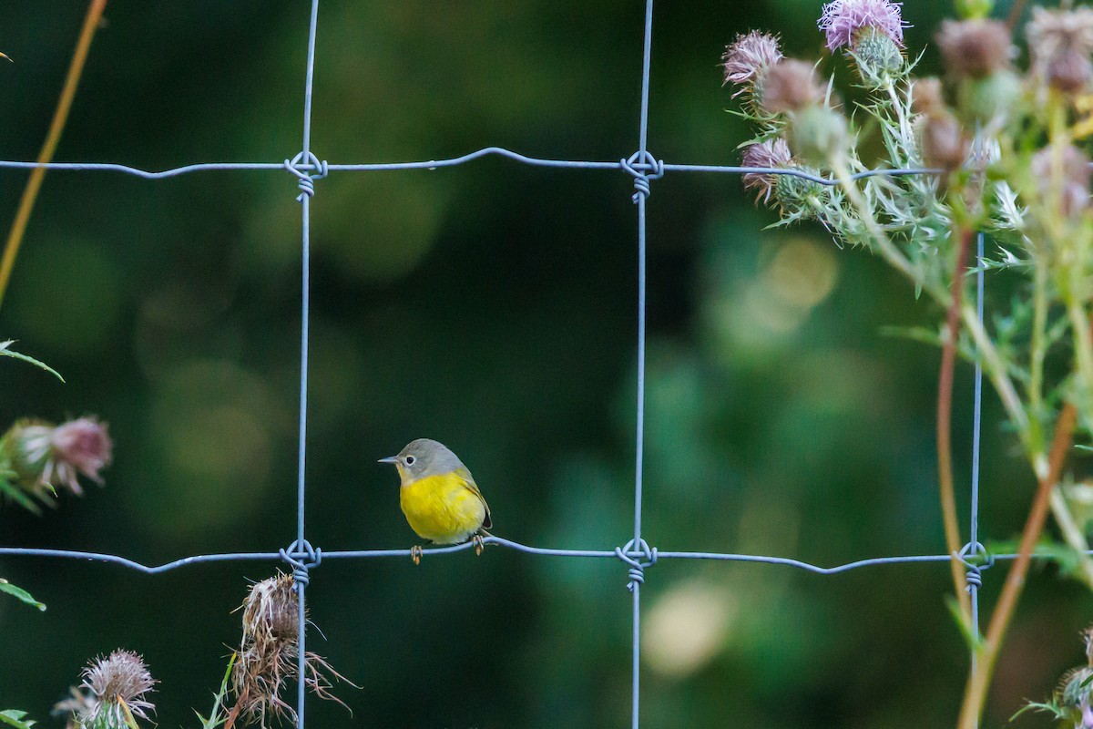 Nashville Warbler - ML642230409