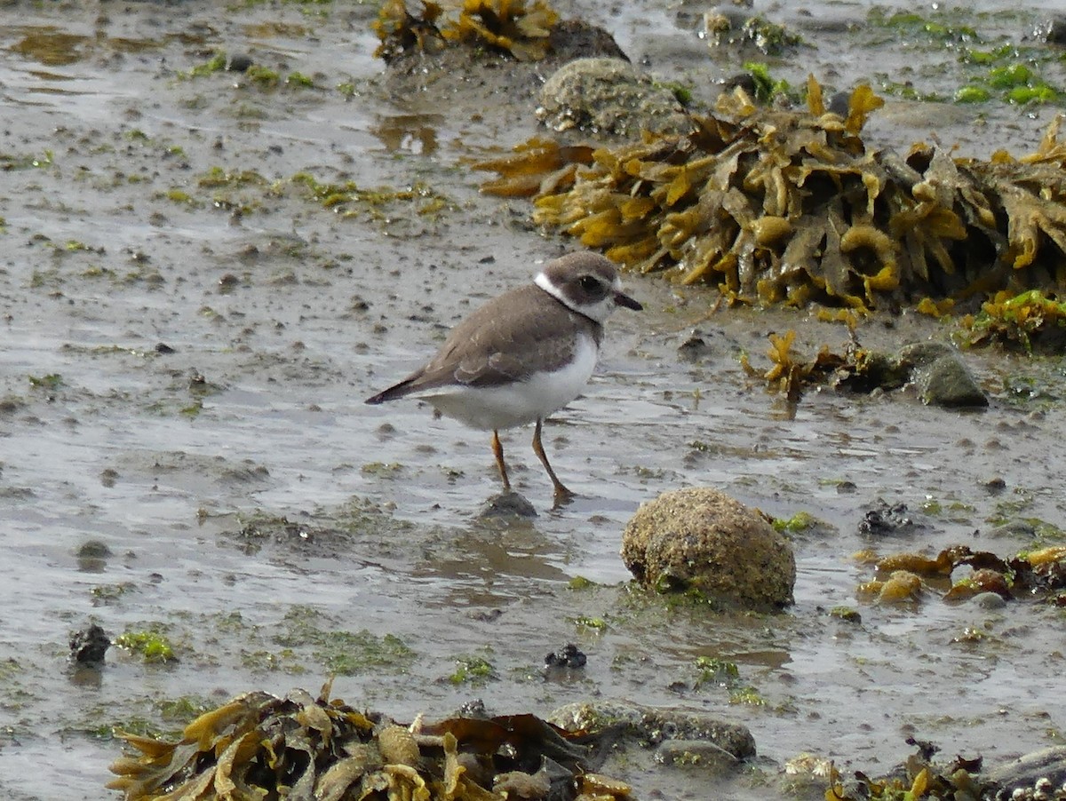 Semipalmated Plover - ML642230430