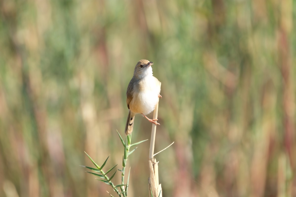 Red-faced Cisticola - ML642230436