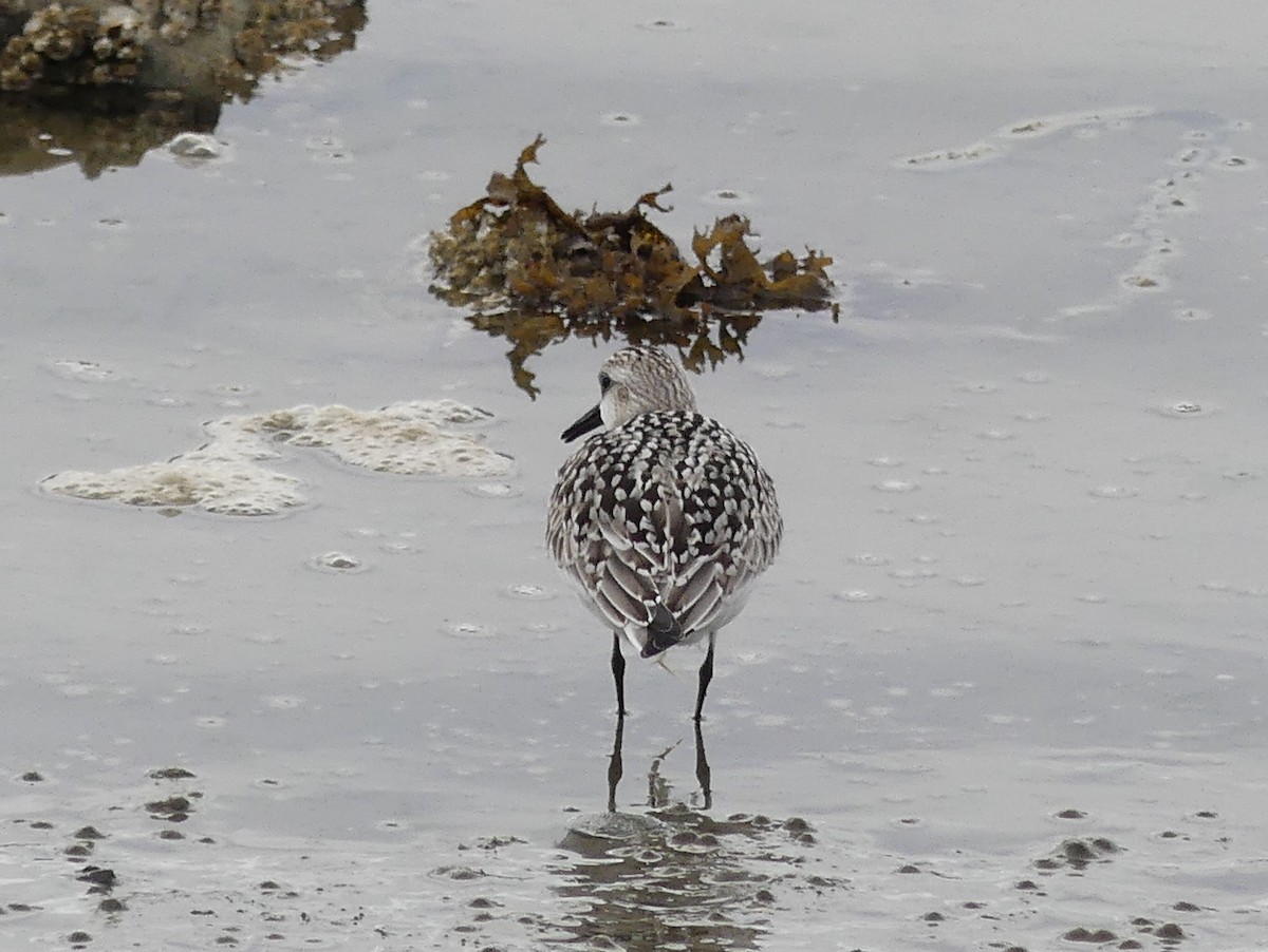 Sanderling - ML642230445