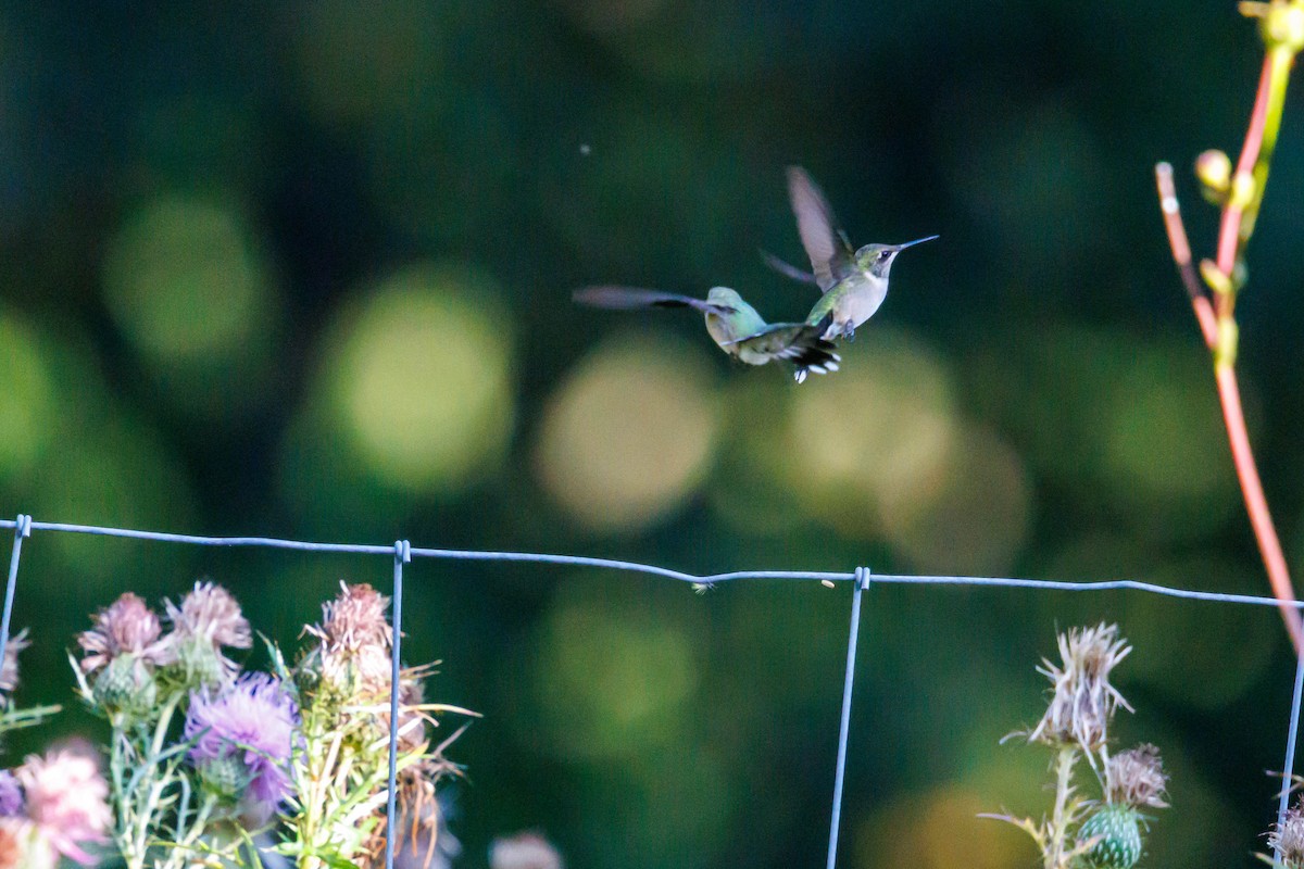 Ruby-throated Hummingbird - ML642230448