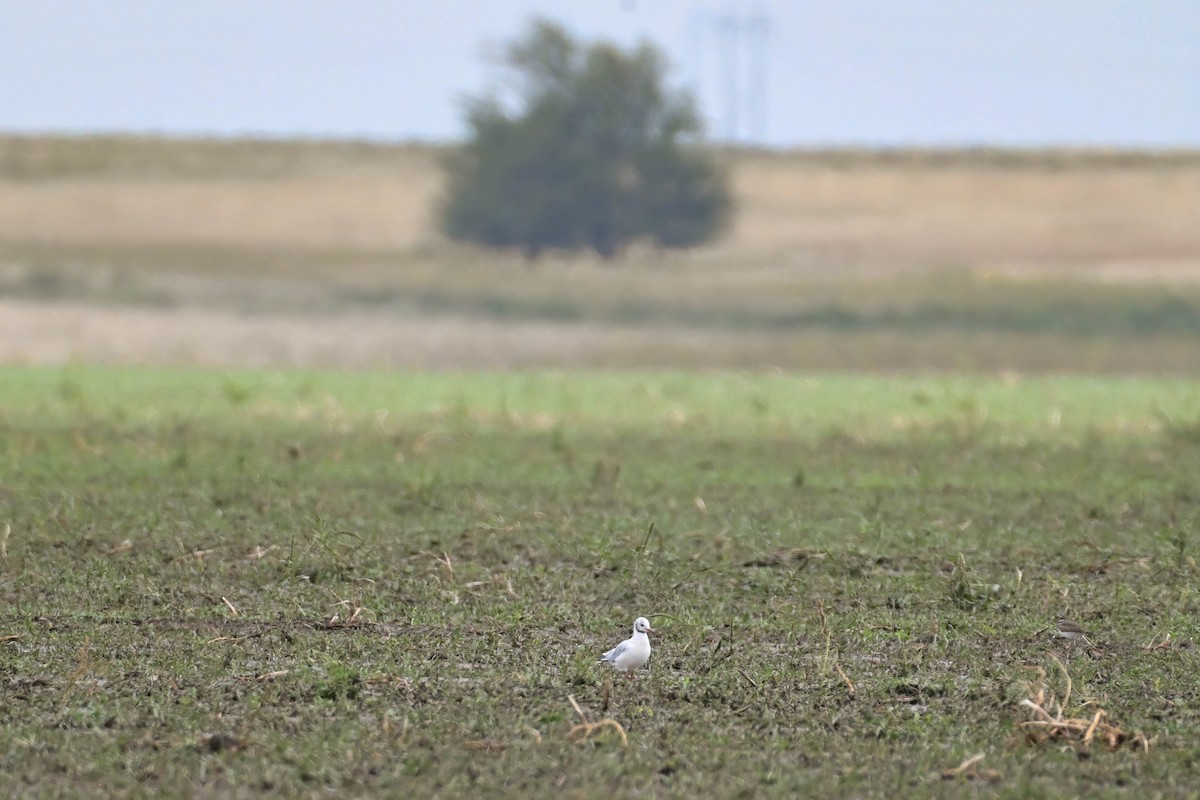 Black-headed Gull - ML642230451