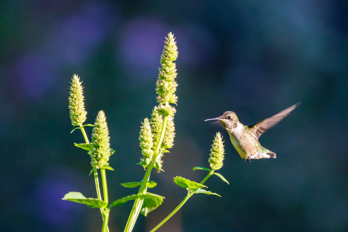 Ruby-throated Hummingbird - ML642230468