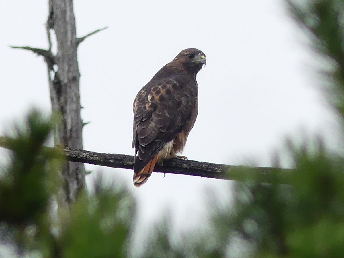Red-tailed Hawk - ML642230474