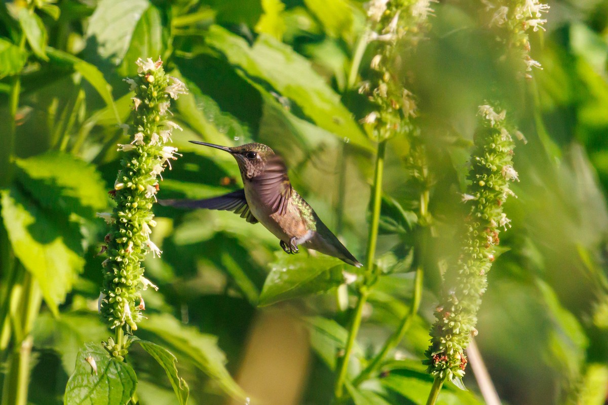 Ruby-throated Hummingbird - ML642230488