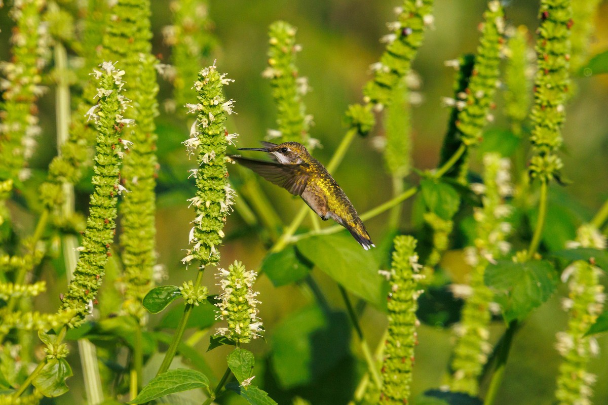 Ruby-throated Hummingbird - ML642230493