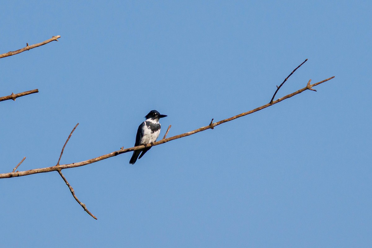 Belted Kingfisher - ML642230529