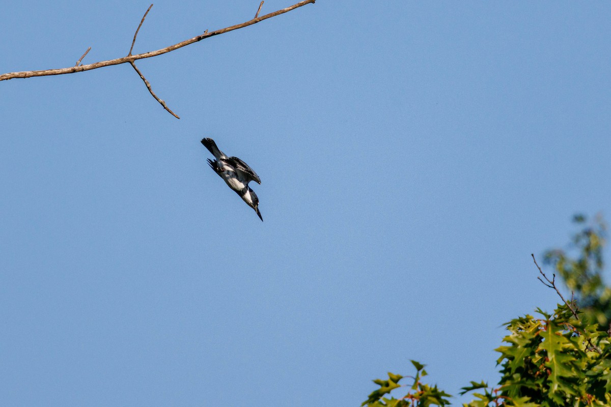 Belted Kingfisher - ML642230533