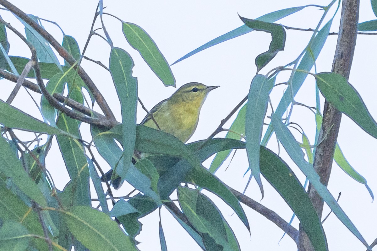 Tennessee Warbler - ML642230554