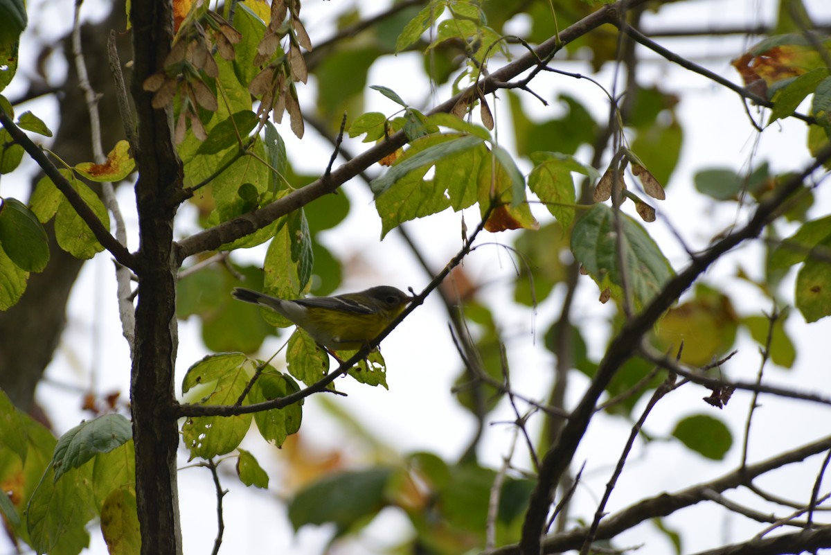 Magnolienwaldsänger - ML642230603