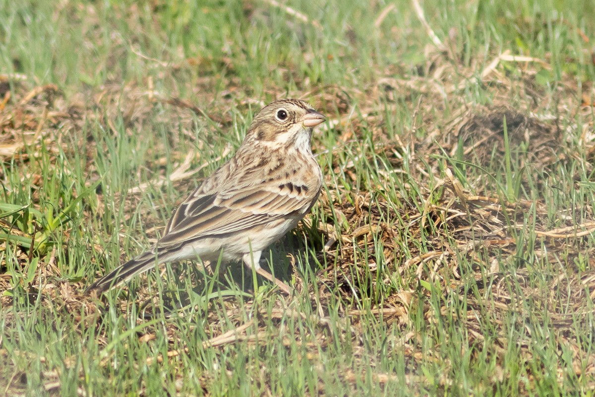 Vesper Sparrow - ML642230663
