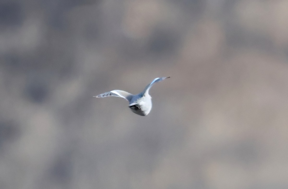White-winged Dove - ML642230682
