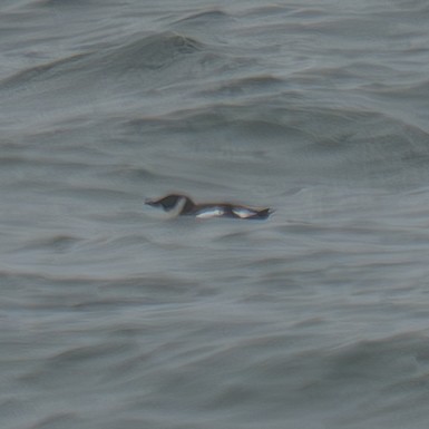 Marbled Murrelet - ML642230687