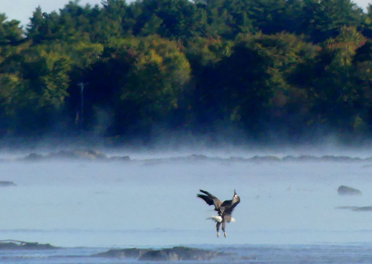 Bald Eagle - ML642230705