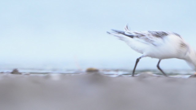 Гурвалж элсэг - ML642230714