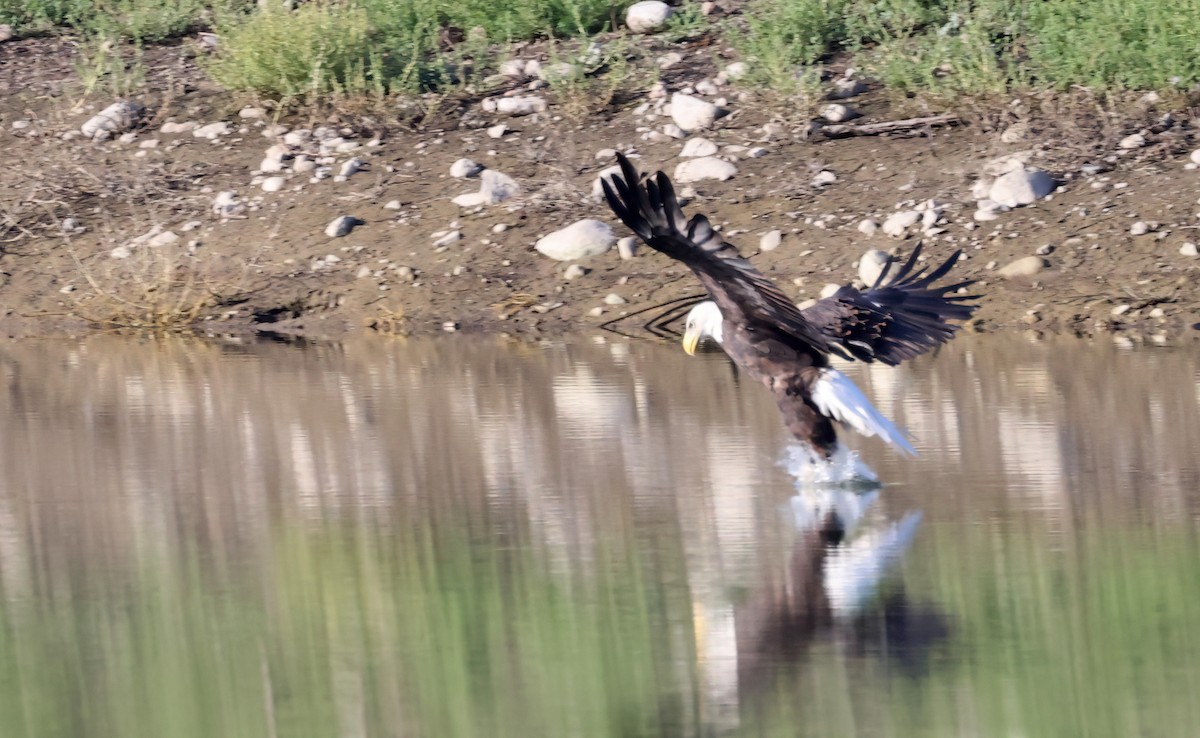 Bald Eagle - ML642230717