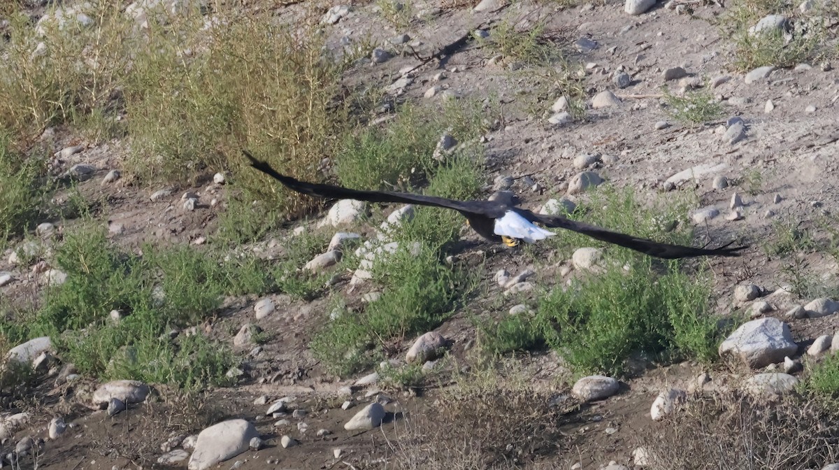 Bald Eagle - ML642230718