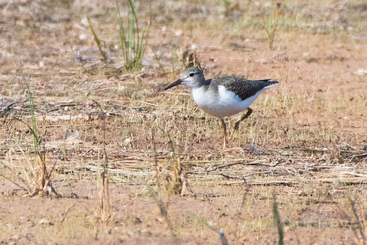 ביצנית נקודה - ML642230732
