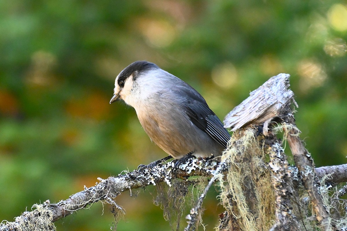 Canada Jay - ML642230734