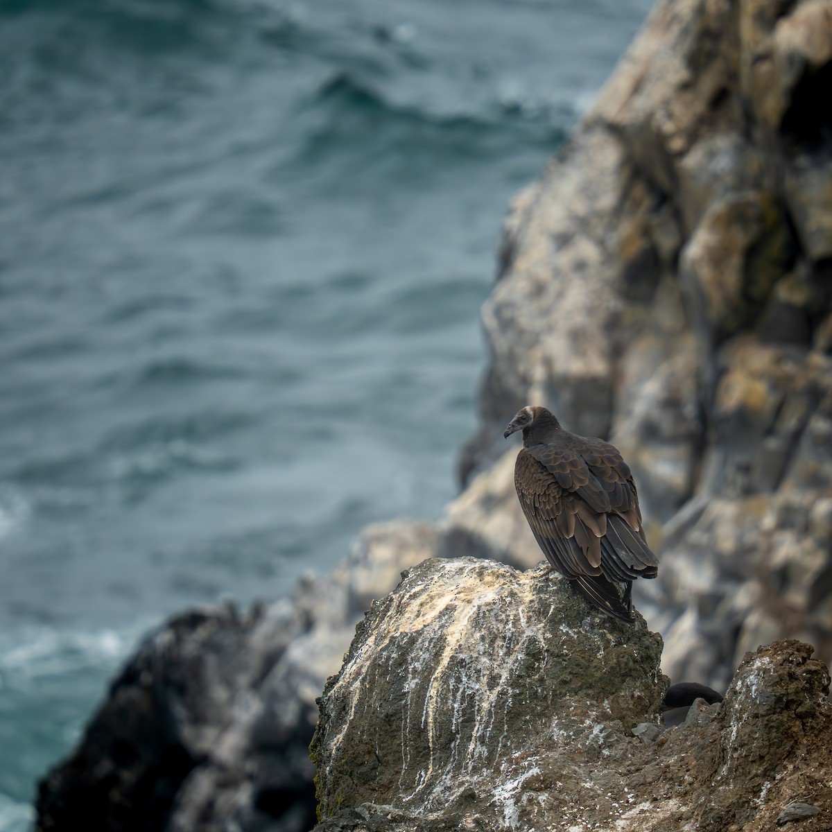 Turkey Vulture - ML642230736