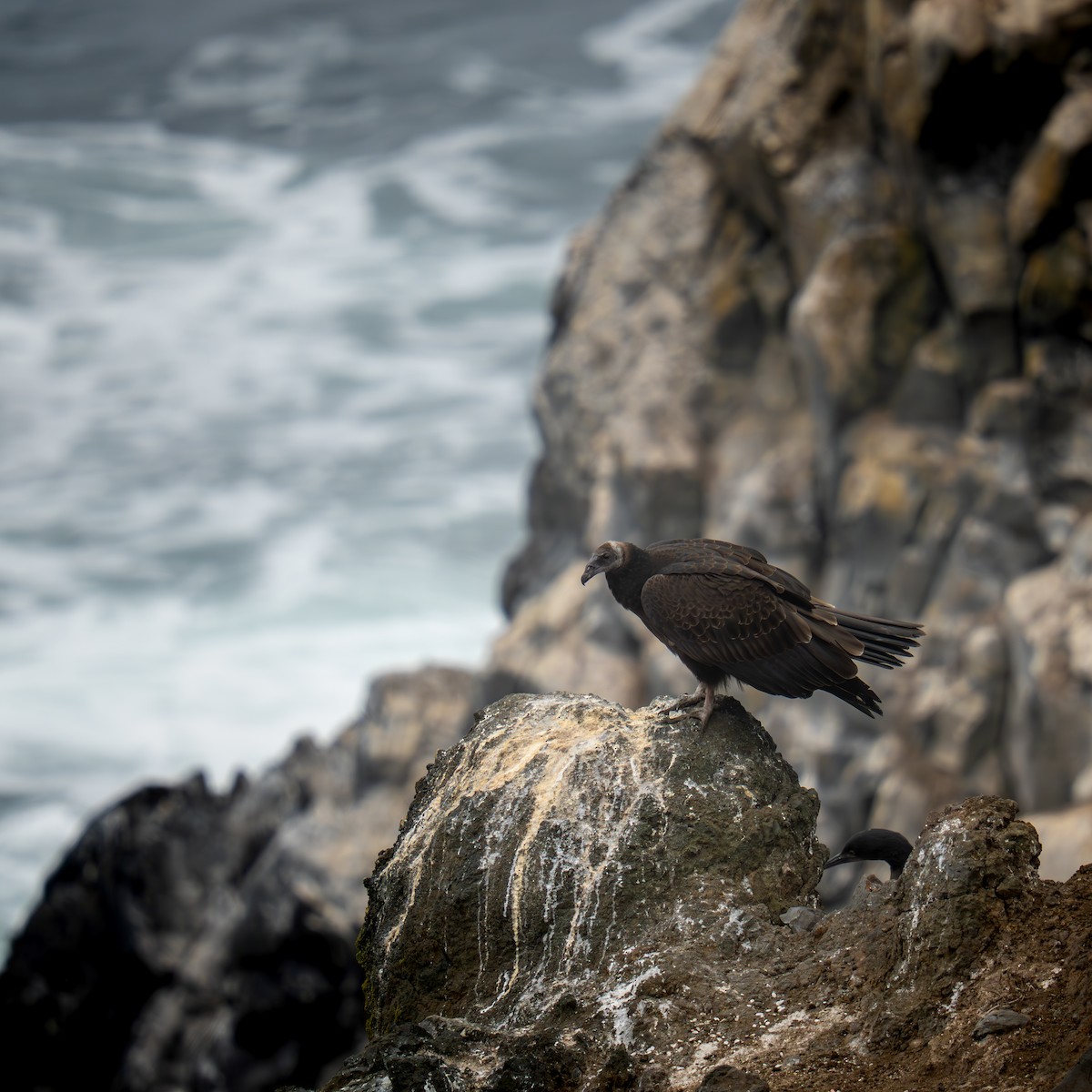 Turkey Vulture - ML642230737
