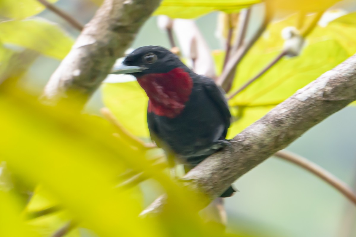 Purple-throated Fruitcrow - ML642230740