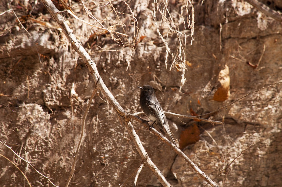 Black Phoebe - ML642230751