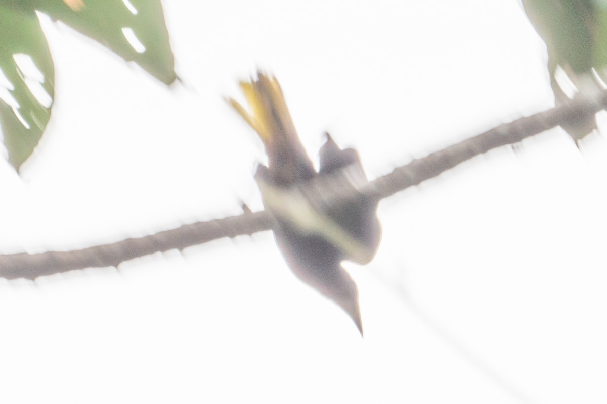 Russet-backed Oropendola - ML642230754