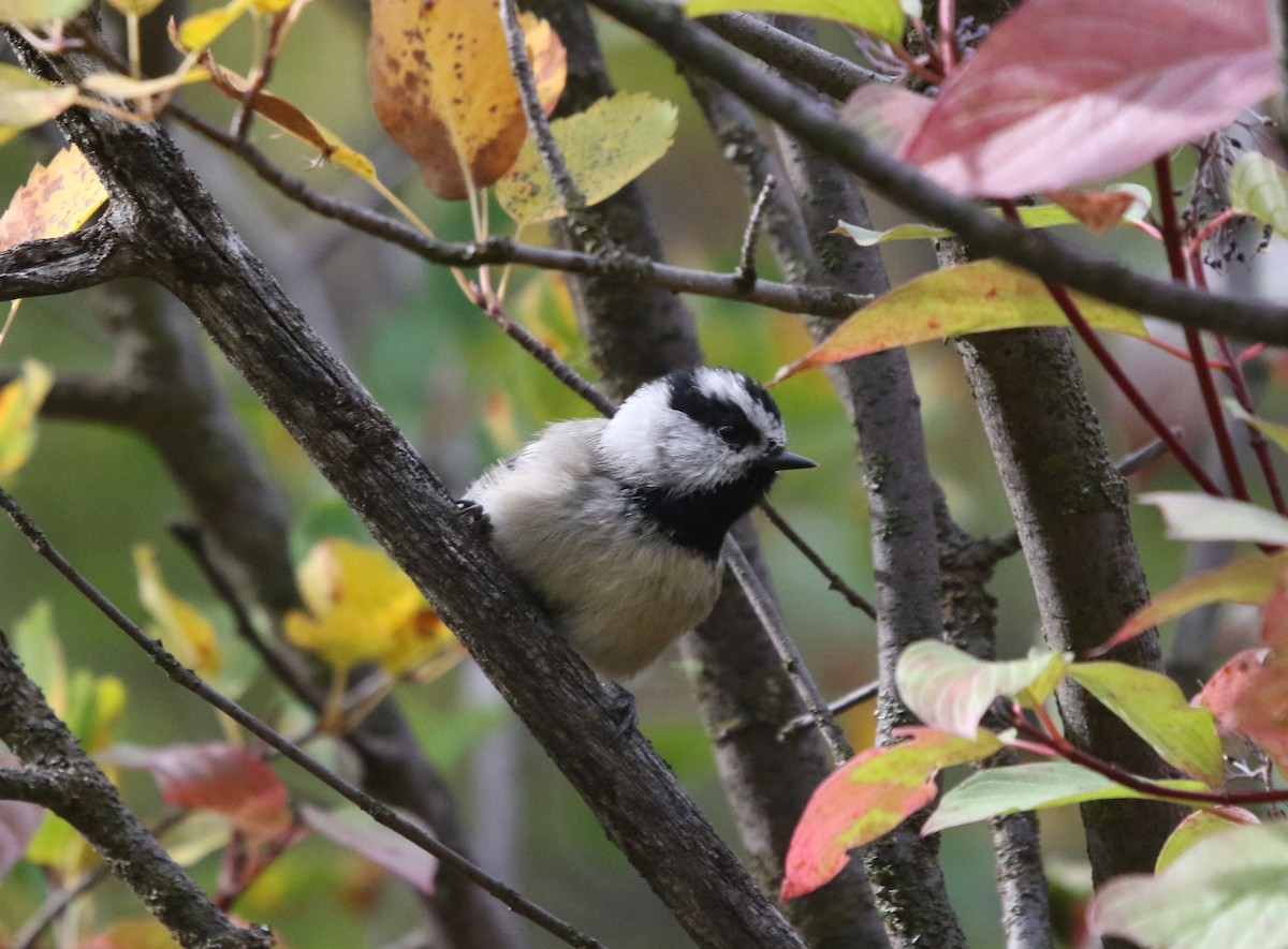 Mountain Chickadee - ML642230755