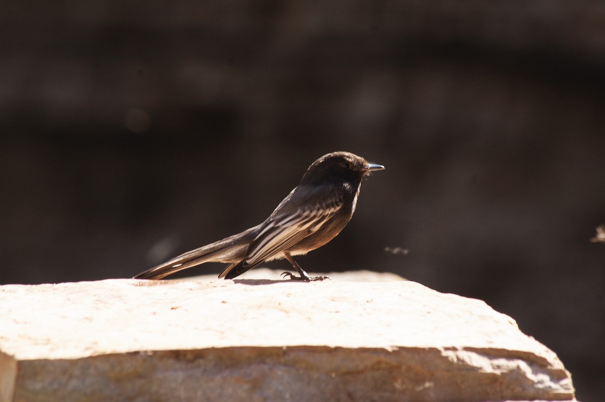 Black Phoebe - ML642230756