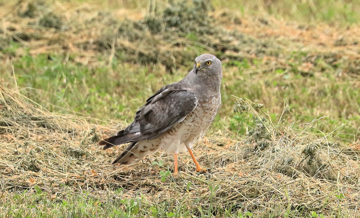 זרון אמריקני - ML642230757