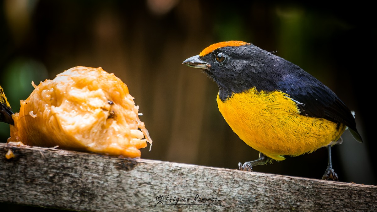 Tawny-capped Euphonia - ML642230762