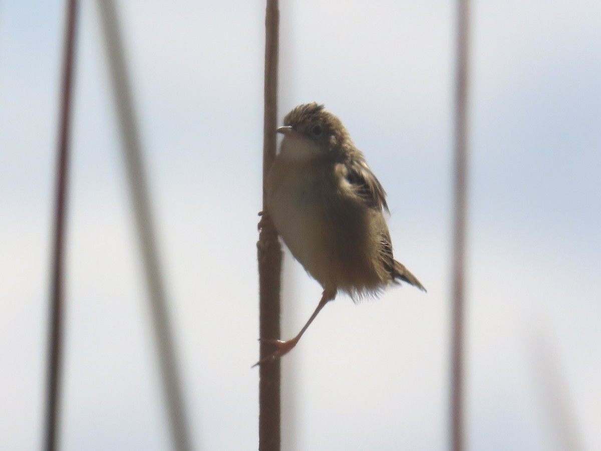Zitting Cisticola - ML642230763