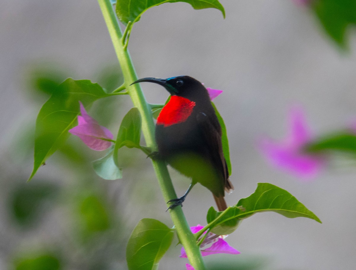 Scarlet-chested Sunbird - ML642230764